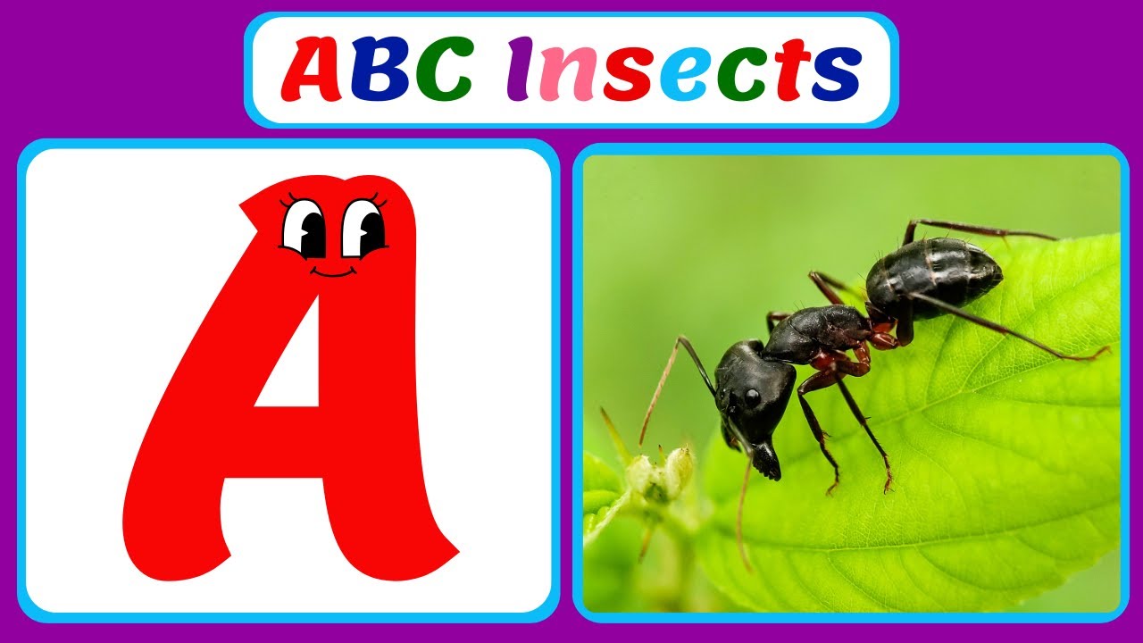 ABC Insects for kids | Insect Alphabet | Learn A - Z Insect Names and Fun Facts