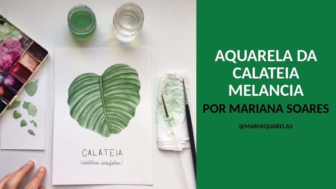AQUARELA CALATEIA | Por Mariana Soares