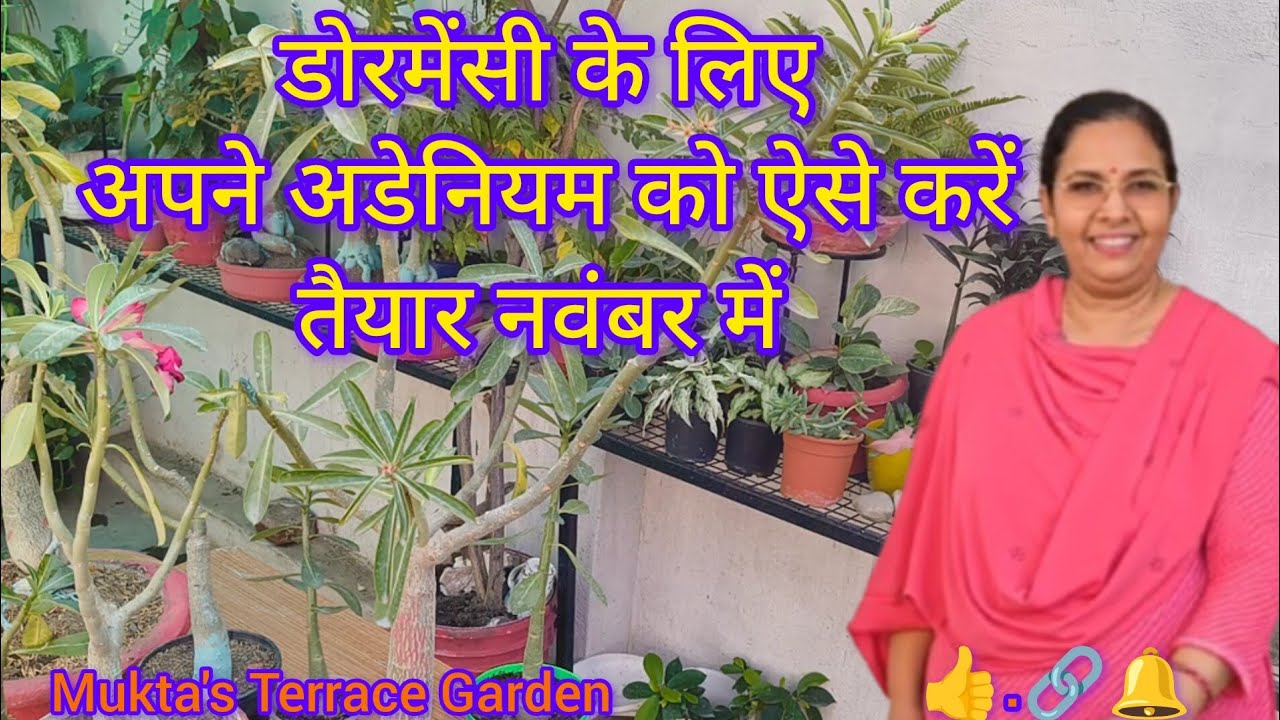 “Adenium की मिट्टी, Repotting और Pruning एक साथ 🌿 | Healthy Growth के लिए Winter Care Guide