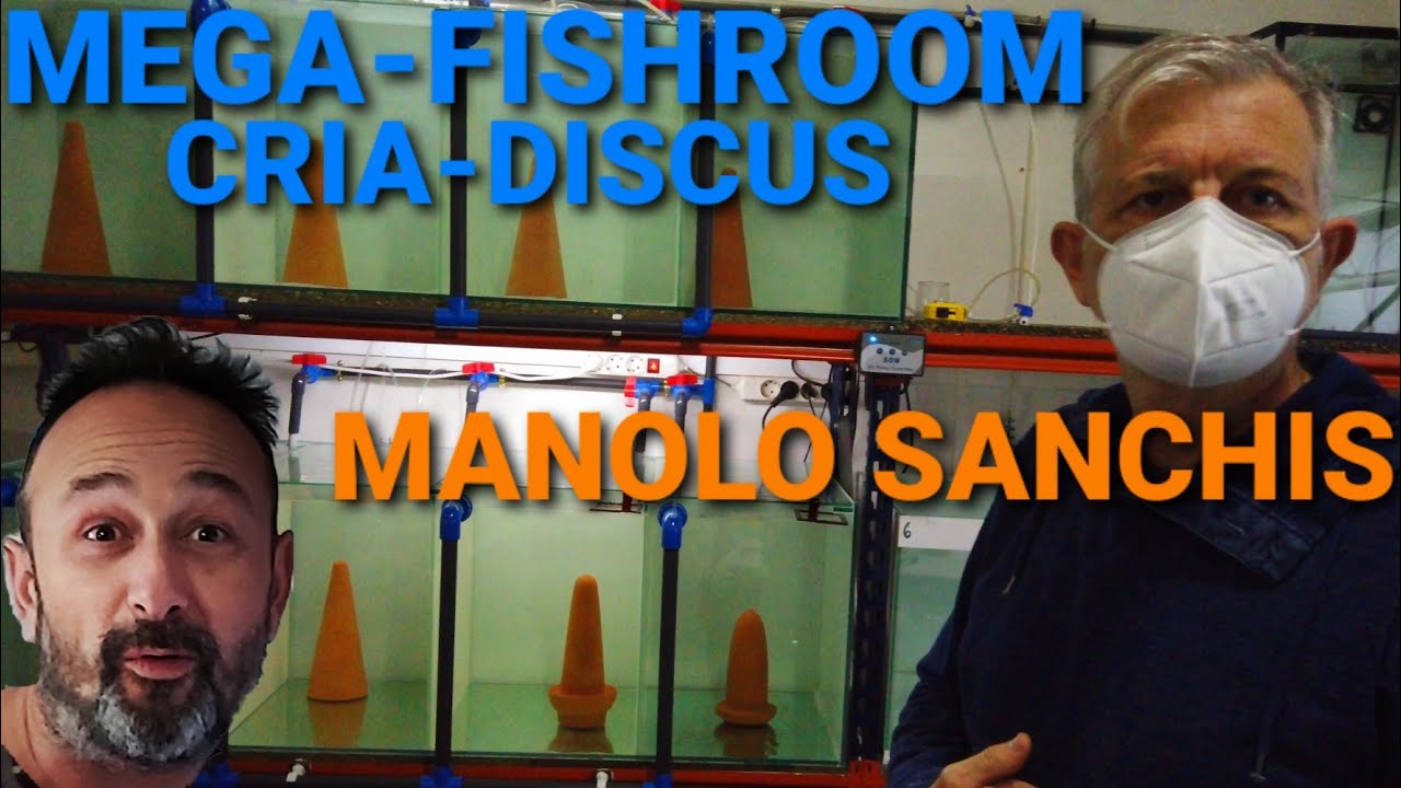 FISHROOM CON NUEVA BATERIA CRIA PECES DISCO