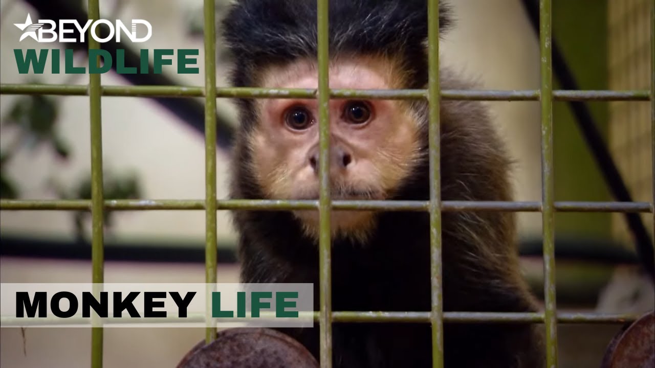 S6E07 | Care Staff Try To Coax New Capuchin Outside | Monkey Life | Beyond Wildlife