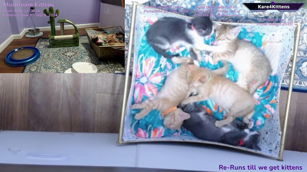 Just Kitten Around ReRuns- Relax while watching foster kittens sleep, play and grow up!