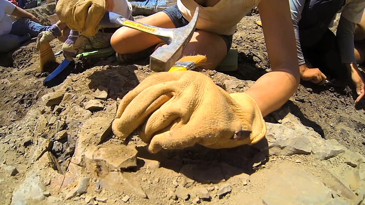 Arch&eacute;ologie : sur les traces des dinosaures