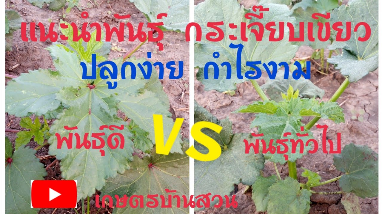 แนะนำพันธ์ุ กระเจี๊ยบเขียว ปลูกง่ายกำไรงาม # เกษตรบ้านสวน
