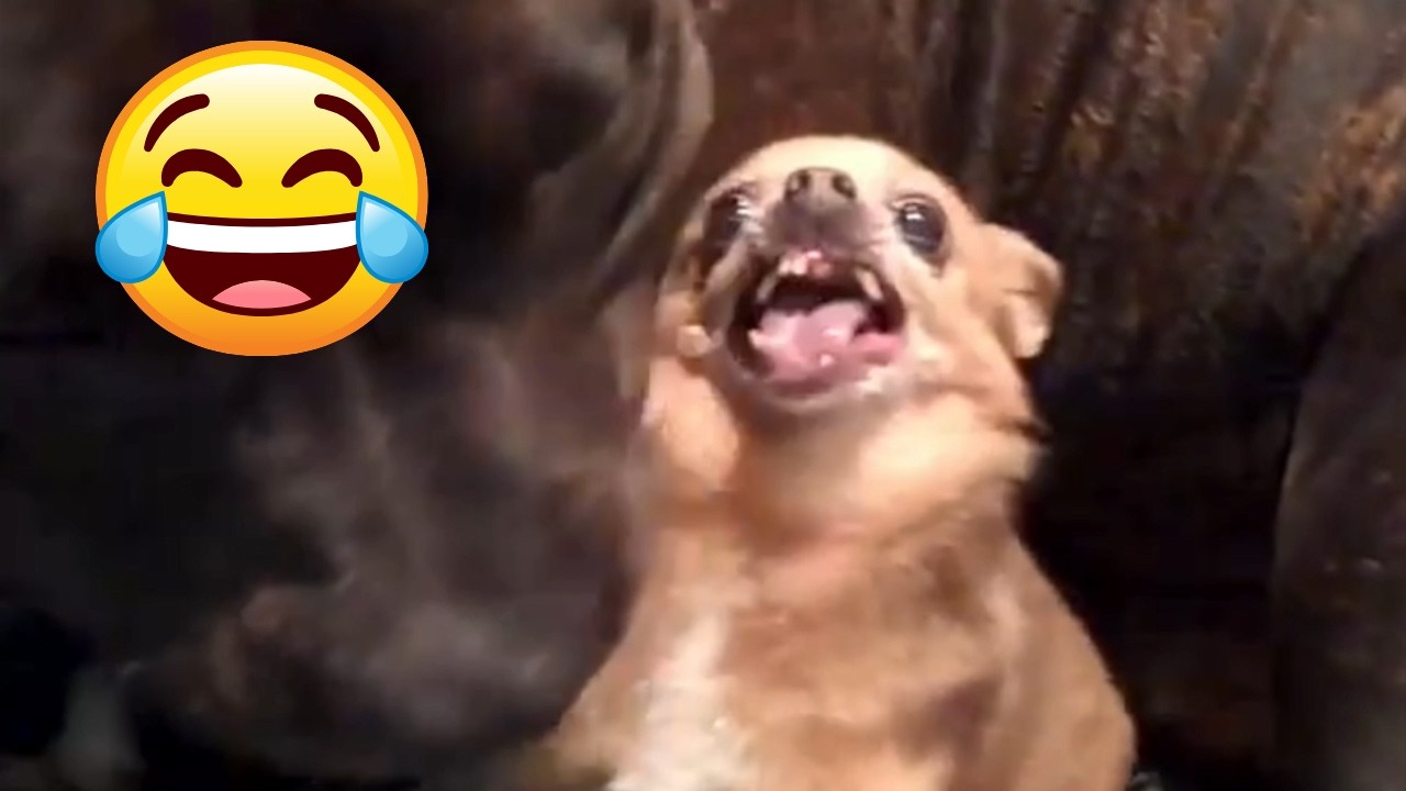 The Most Angry Chihuahua Compilation Funny Videos