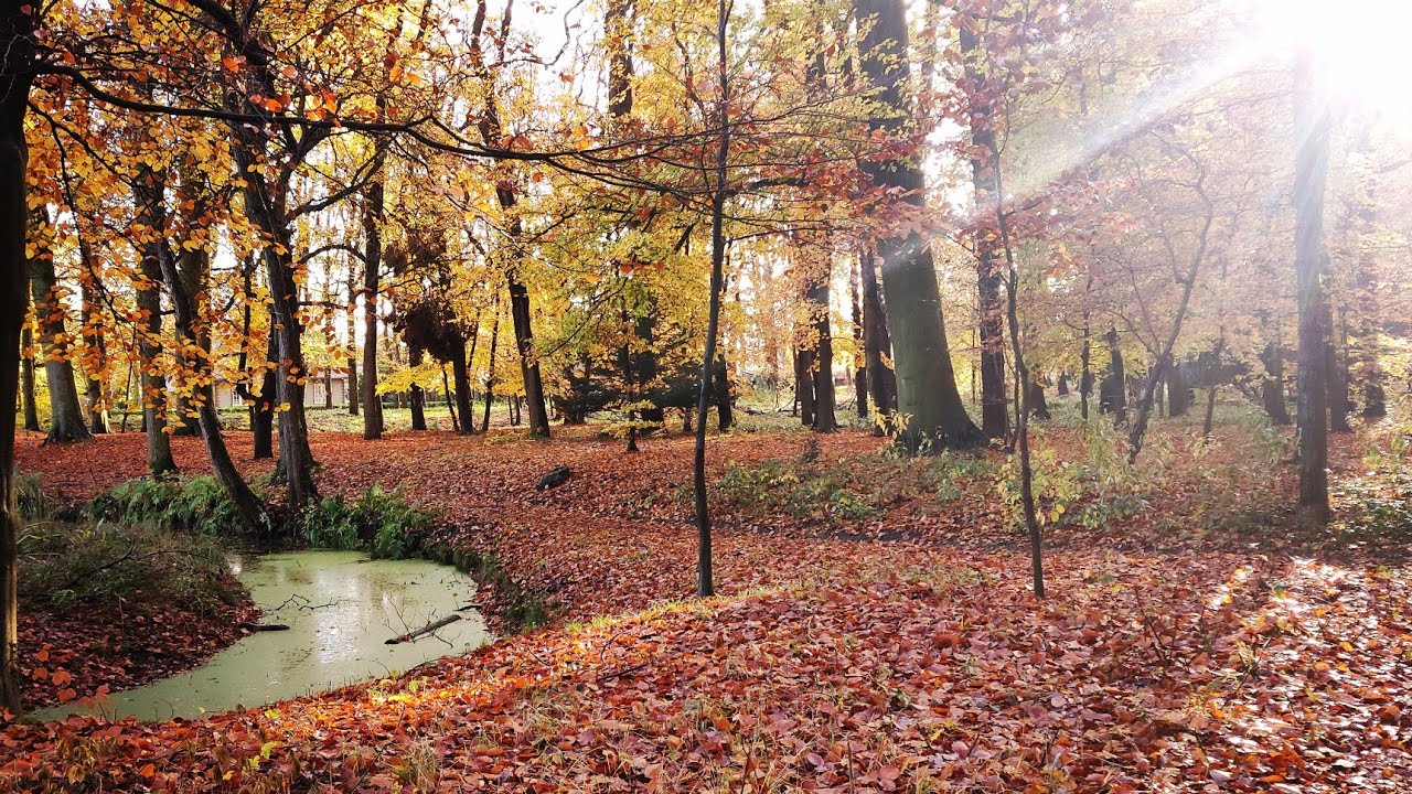 Nature of Wassenaar & Calm Music for Stress Relief & Meditation | the Netherlands