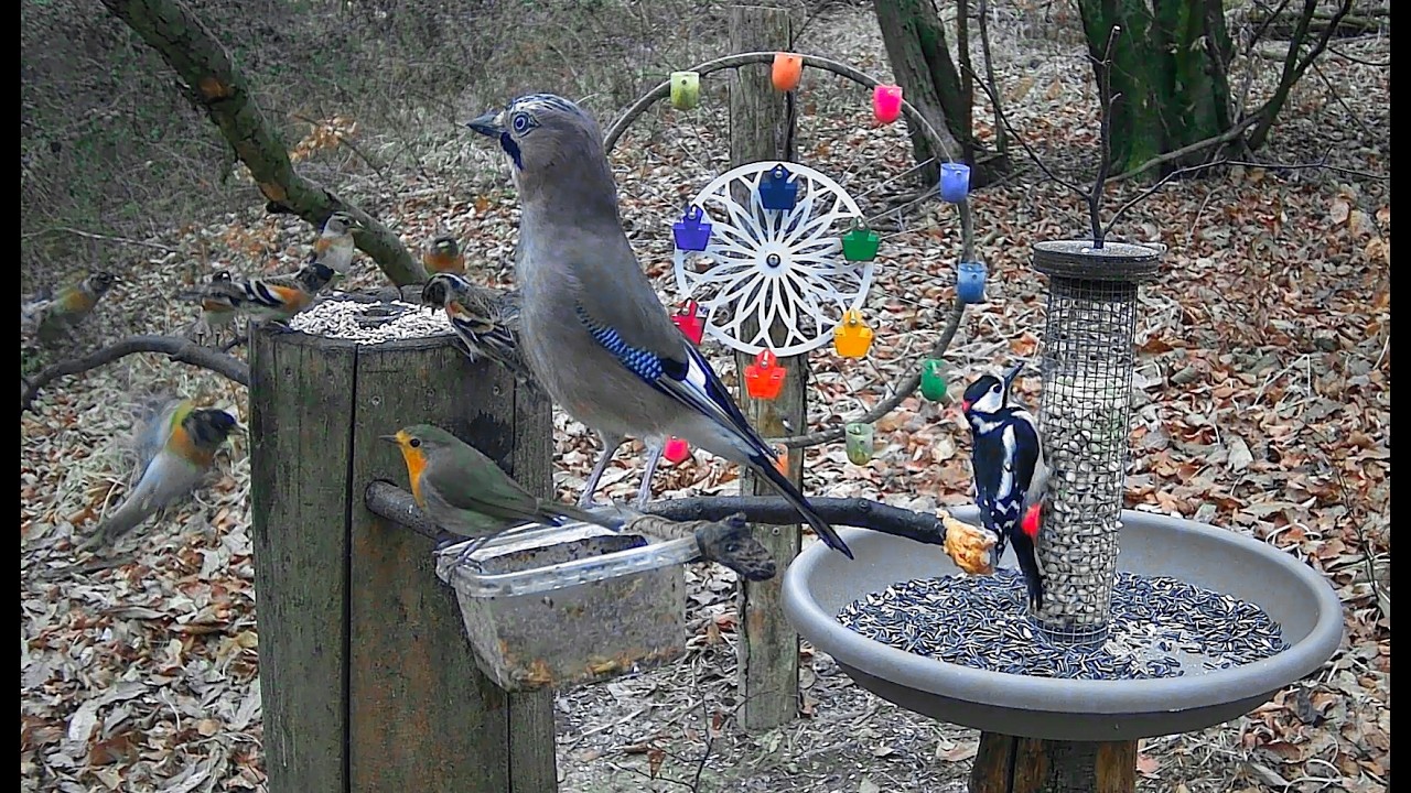20260315 POSATOIO - BIRD FEEDER