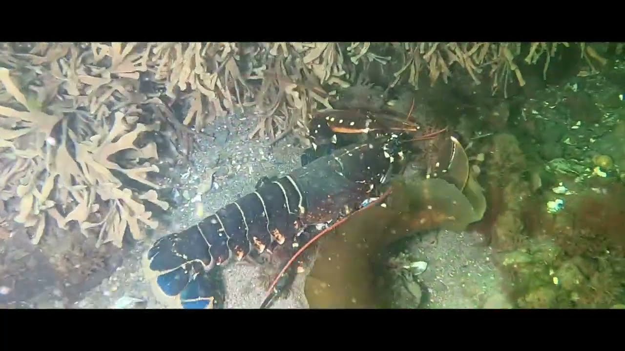 Lobsters in Denmark 🇩🇰
