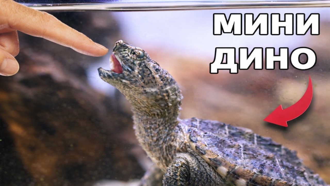 Я завёл домашнего динозавра.