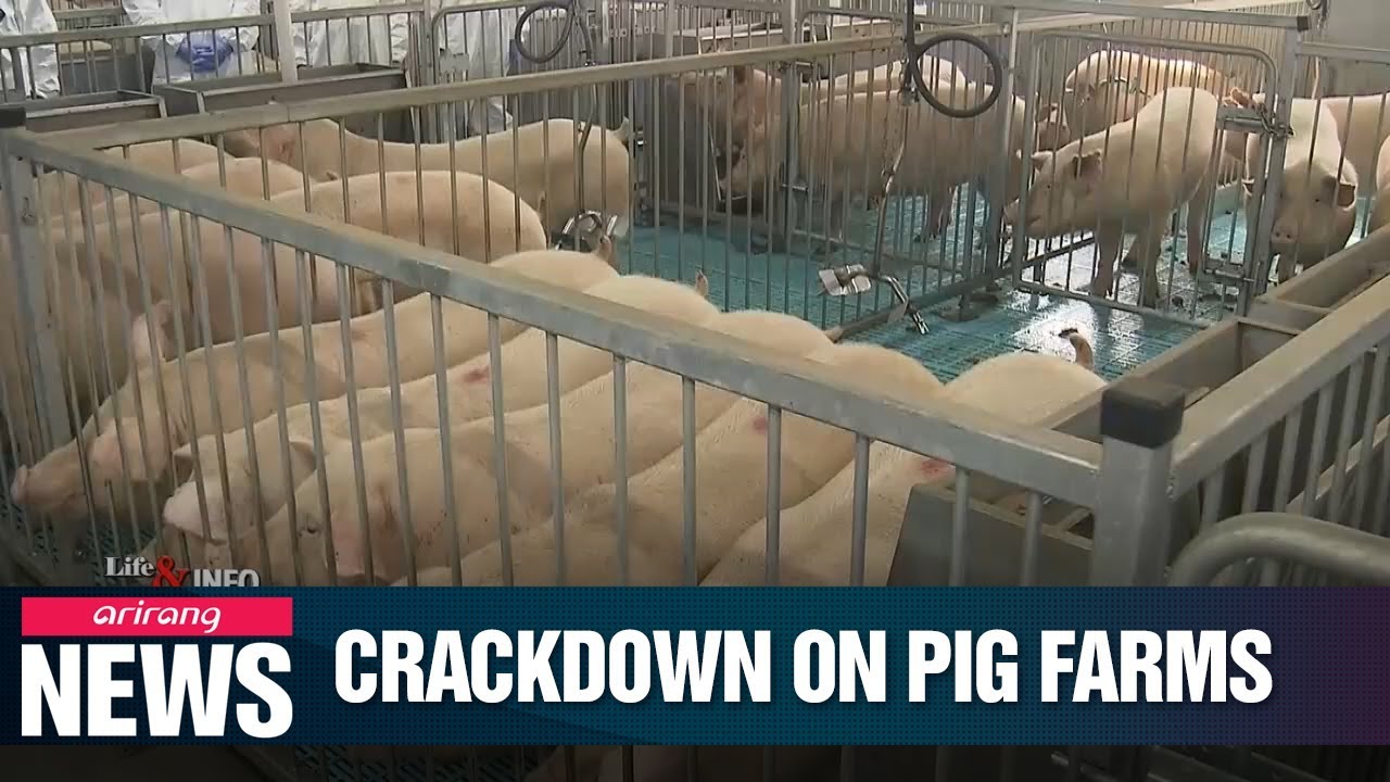 S. Korea launches nationwide crackdown on pig farms to prevent outbreak of African swine fever