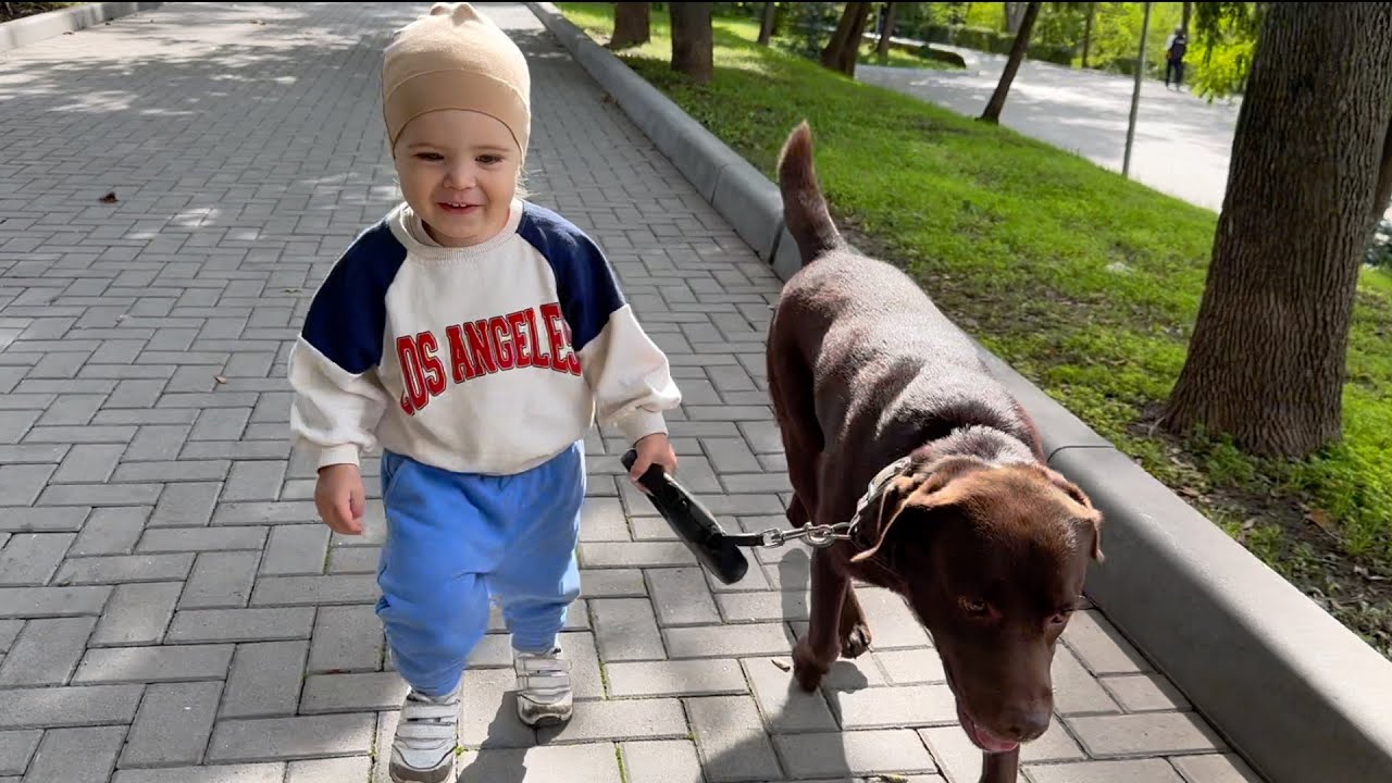 Toddler Reacts to First Fall While Walking His Dog!