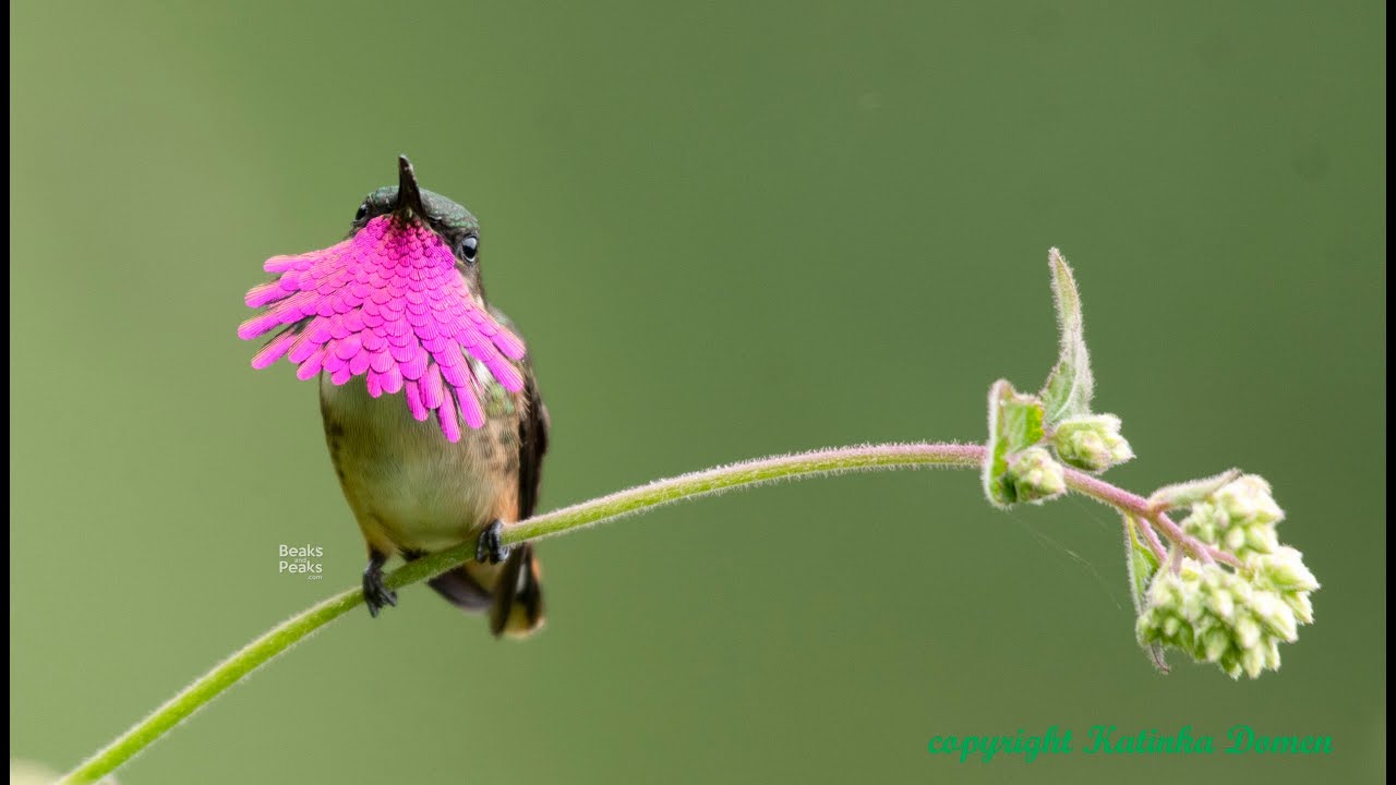 Birding in Honduras - Katinka Domen