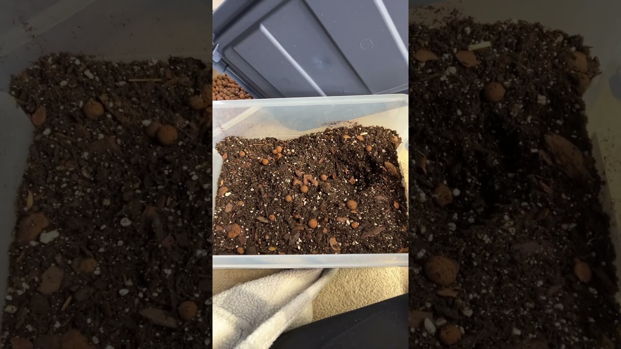 Repot My Peperomia With Me! #houseplants #plants #plantlover #plantgoals #plantsofyoutube