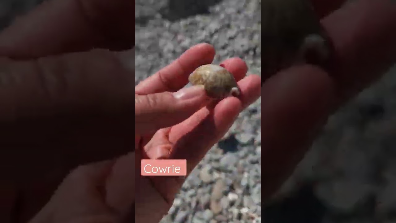 Perfect condition Cowrie seashell!❤️#perfect #shelling #cowrieshell #myfave #seaofcortez #wrackline