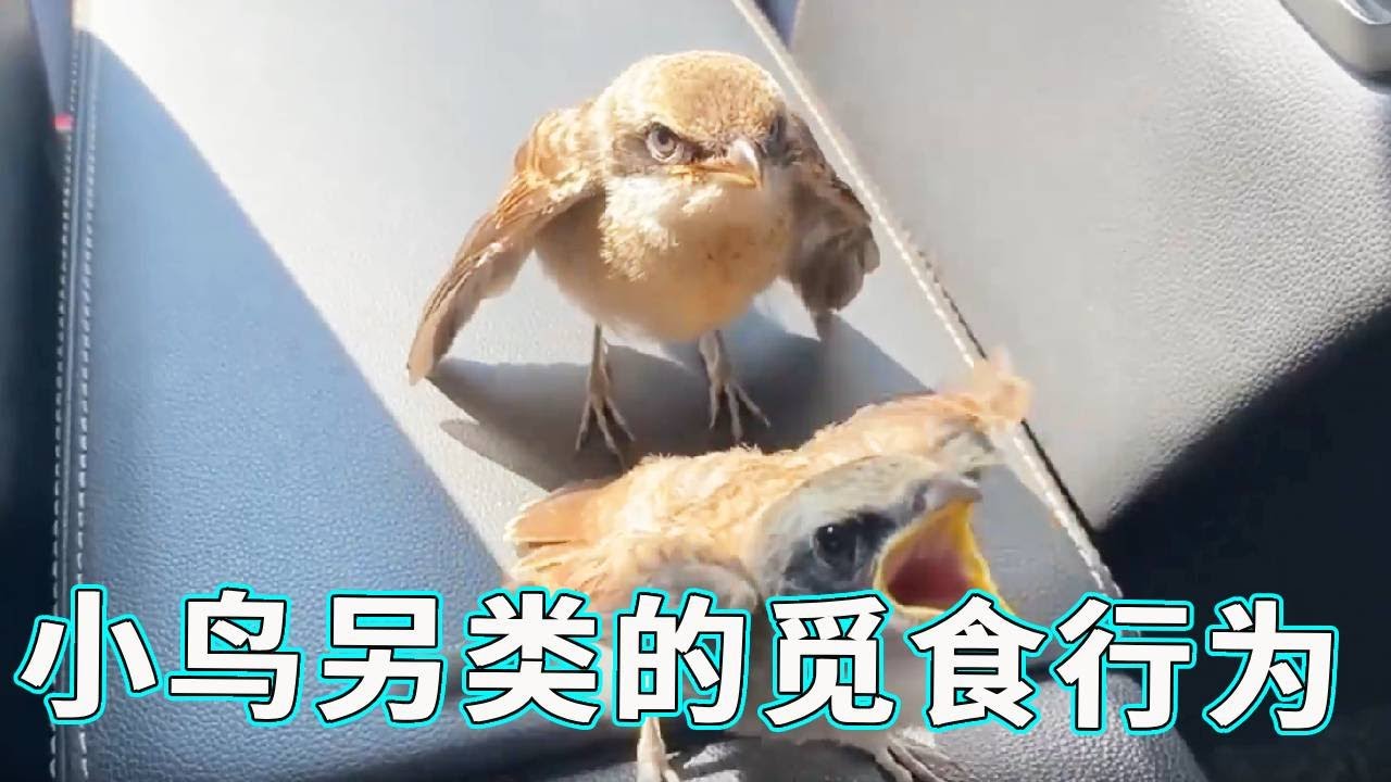 小鸟另类的觅食行为，趴在人身上甩都甩不开，竟只是为了要口吃的！【天下一场梦】