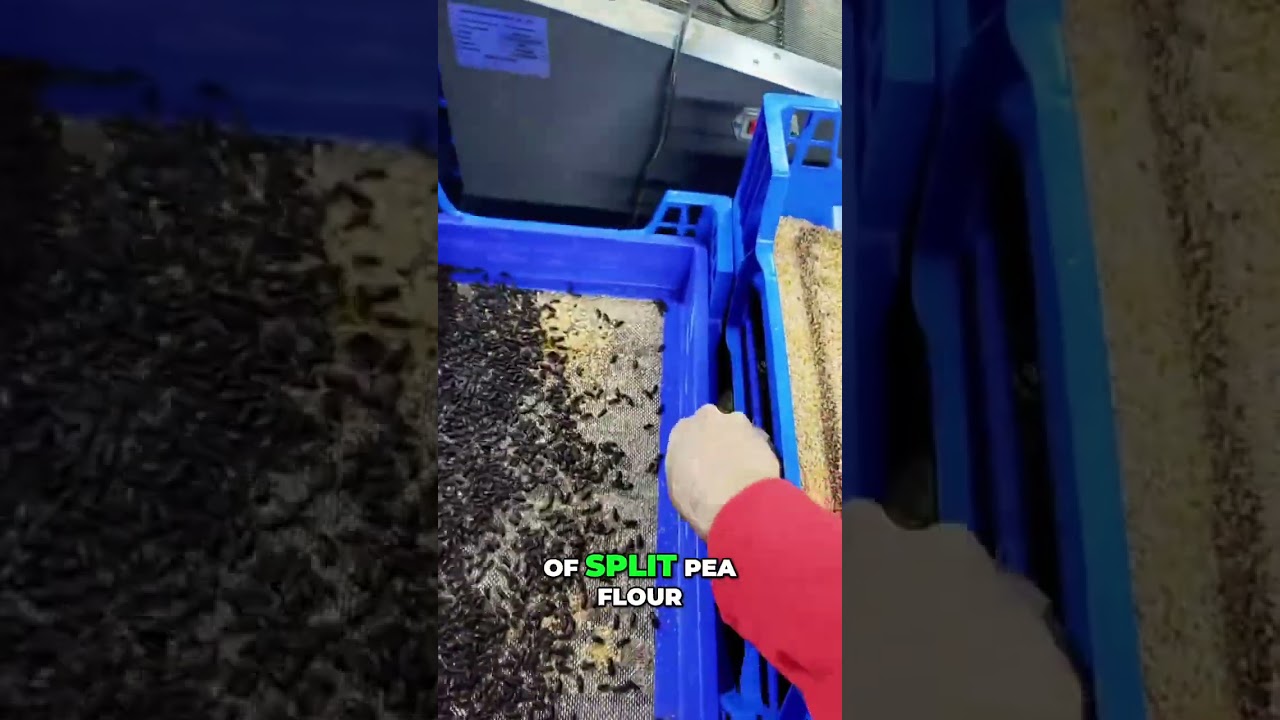 Stop Green Mites FAST using Split Pea Flour!