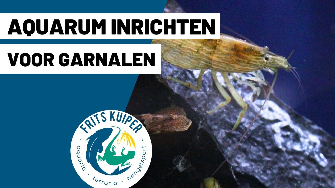 Aquarium inrichten voor garnalen