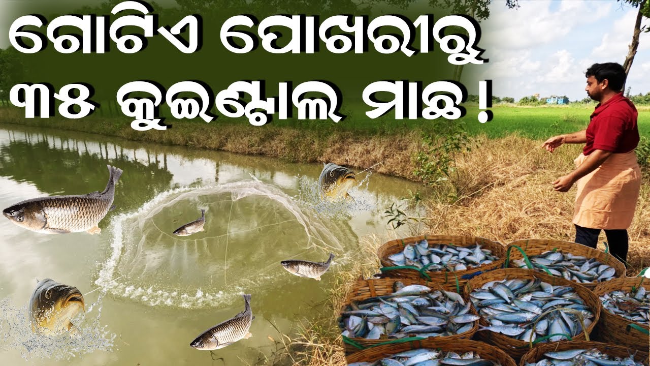 ଗୋଟିଏ ପୋଖରୀରୁ ୩୫ କୁଇଣ୍ଟାଲ ମାଛ || How to produce 35 quintals of fish from one pond. @EfarmingOdisha