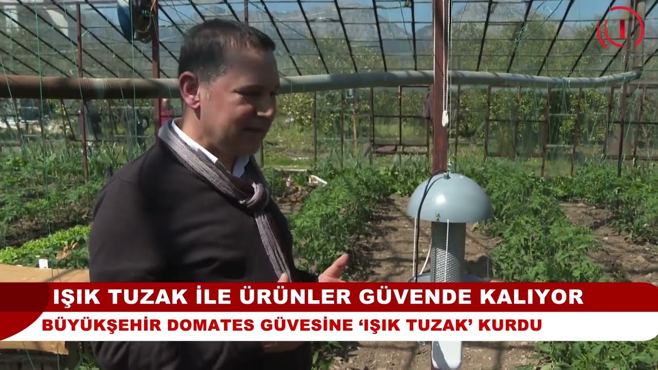 IŞIK TUZAK İLE ÜRÜNLER GÜVENDE I Büyükşehir domates güvesine 'ışık tuzak' kurdu