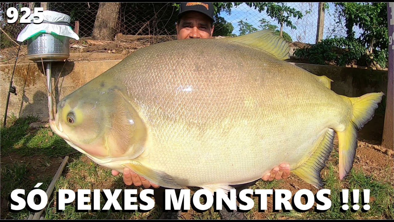 Apenas uma manhã com peixes GIGANTES em Itapuranga (FISHINGTUR #925)