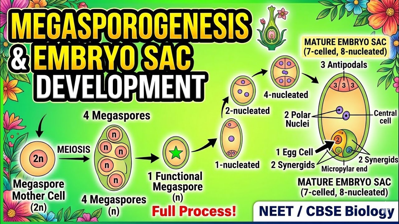 Megasporogenesis / Development of Female Gametophyte/ Embryo Sac
