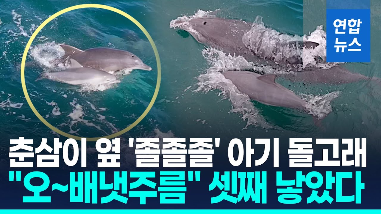 돌고래쇼 하던 25살 '춘삼이' 또 출산…고향 돌아간후 세번째 / 연합뉴스 (Yonhapnews)