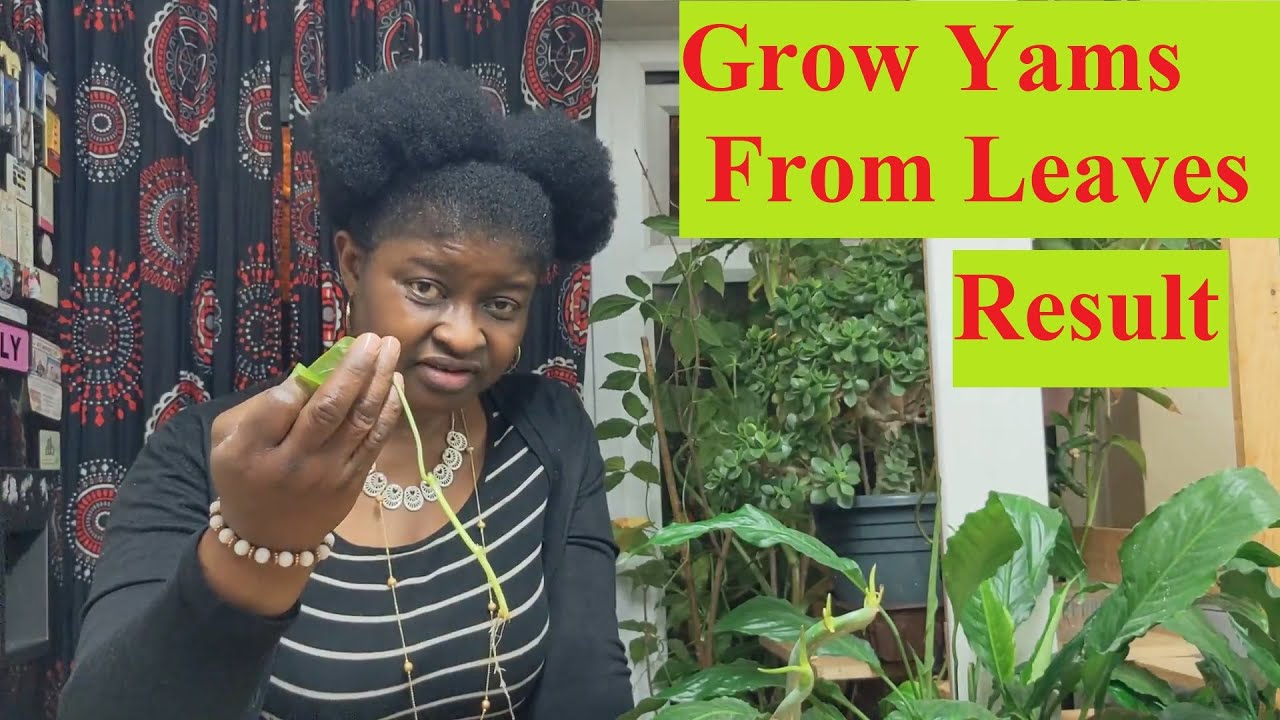 Grow Yams From Leaves...Result. Grow Hundreds of Yam Seedlings From a Single Yam