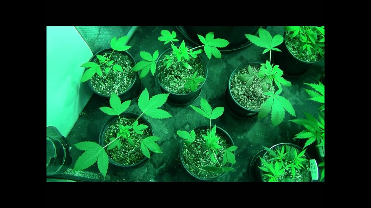 DNA's Pure  Afghani~ Watching the Plants Grow~ (Part One) Topping and Transplanting.wmv