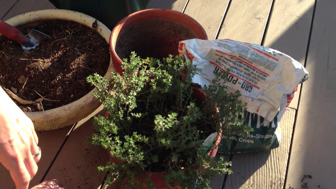 How to Grow Thyme in a Pot - Best 4 Tips