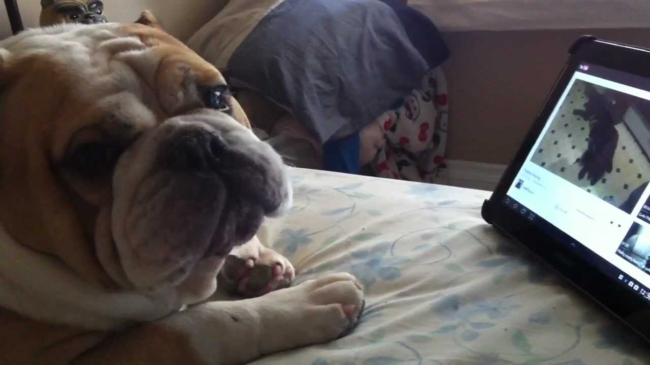BullDog crying cause other puppies cry