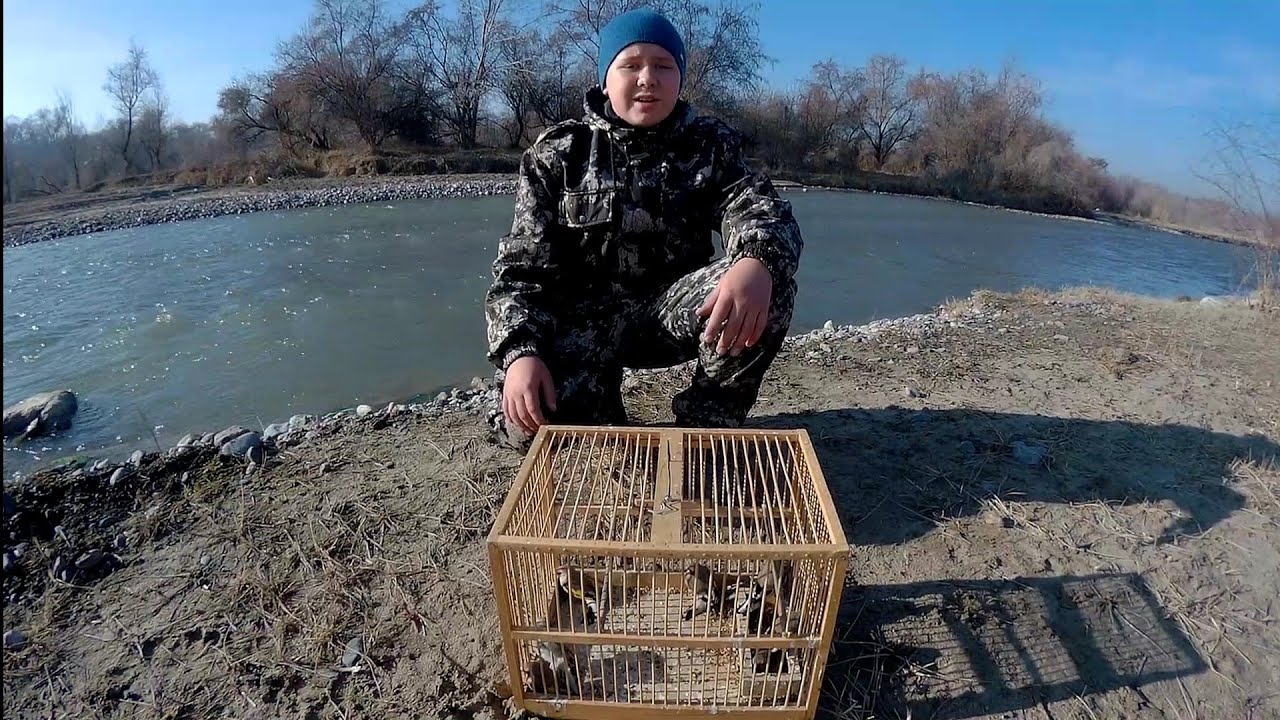Ловля Щеглов и Урагусов!НОВОЕ МЕСТО!!! Catching Goldfinches and Uraguses! NEW PLACE!!!