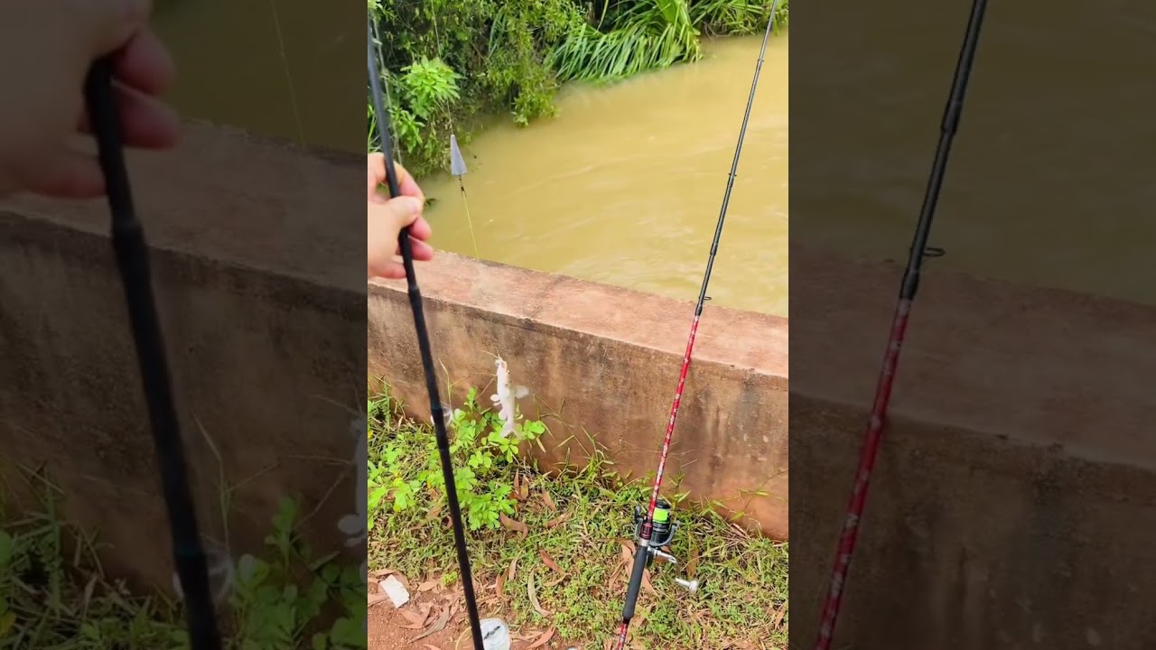 ស្ទូចត្រីឆ្លាំងនៅ អង្គរក្រៅ  fishing at Angkor Krav village 