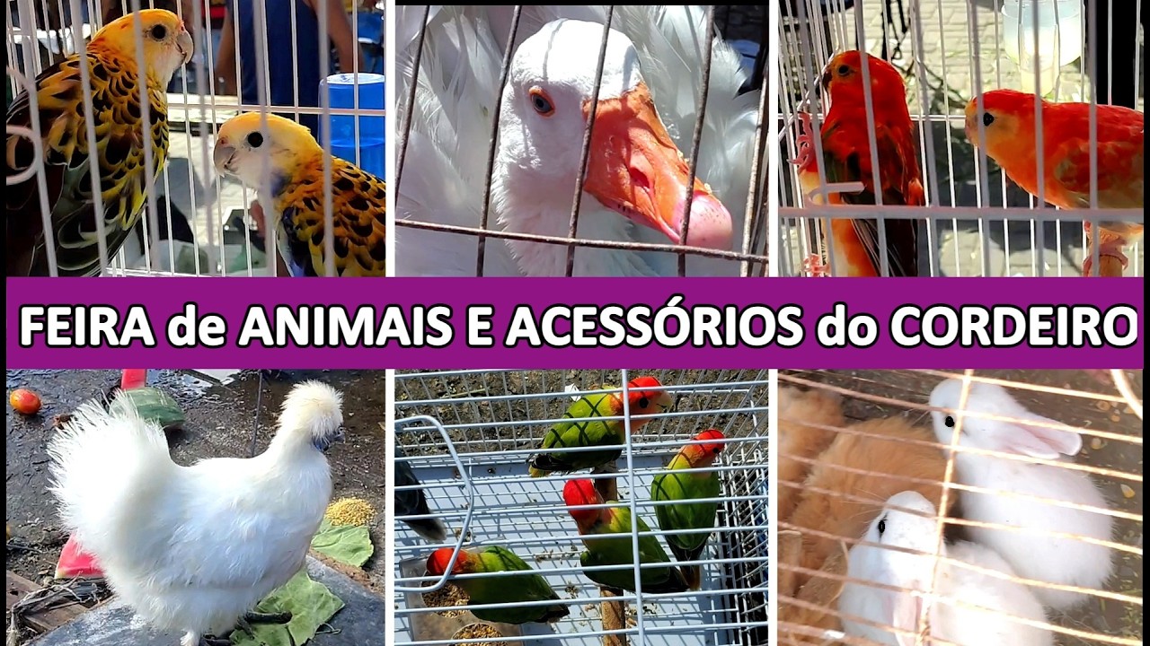 Feira de Pássaros e Animais do Cordeiro  08/03 #gaiola #passaros #criarpassaros