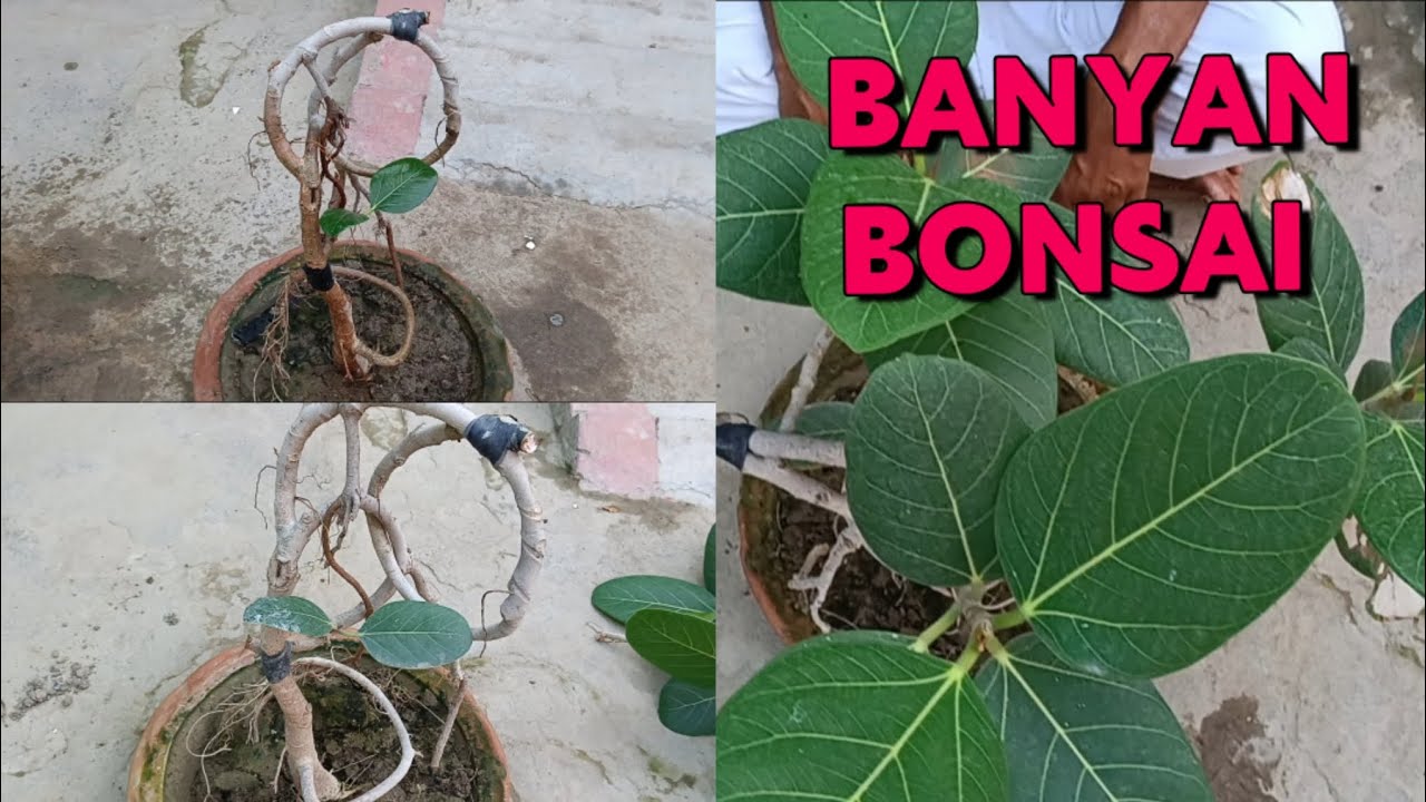 BANYAN  BONSAI.
