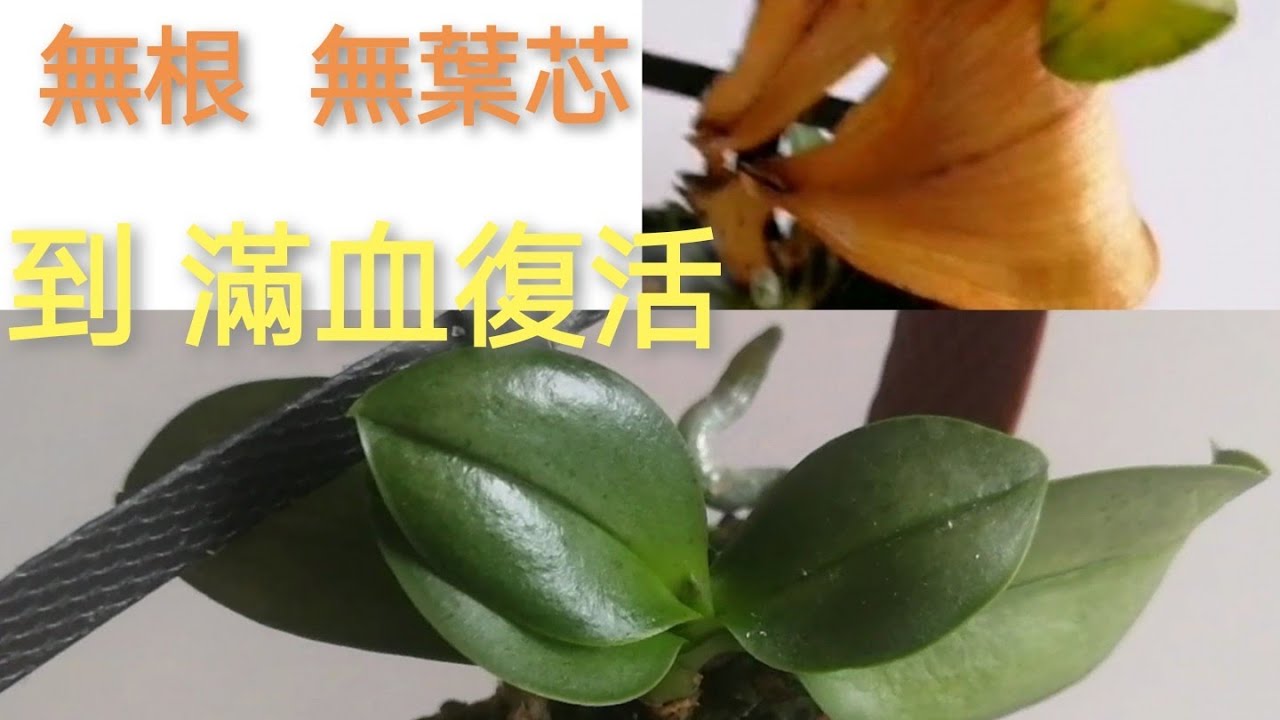 蘭花搶救 無頭無尾 只剩兩片又軟又皺的葉 由生到死，由死到生，滿血復活14/12/2020