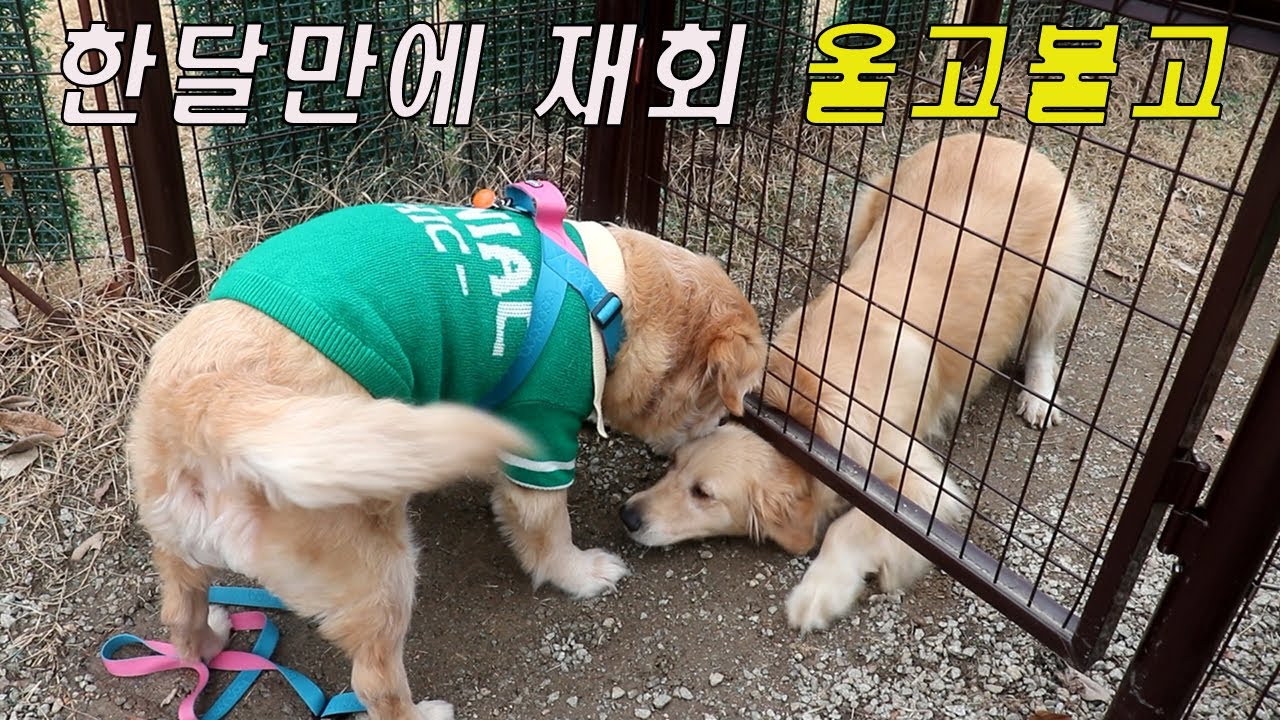한달만에 리트리버 동생 만나서 핥고 울고불고 난리 난 반응