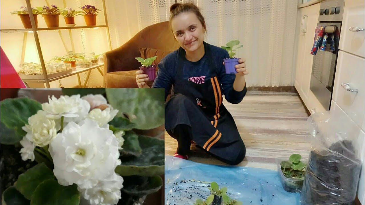 MENEKŞE TOPRAĞI NASIL OLMALI 🌱 MENEKŞE TOPRAĞI NASIL DEĞİŞTİRİLİR 🌱 MENEKŞE TOPRAĞI NASIL HAZIRLANIR