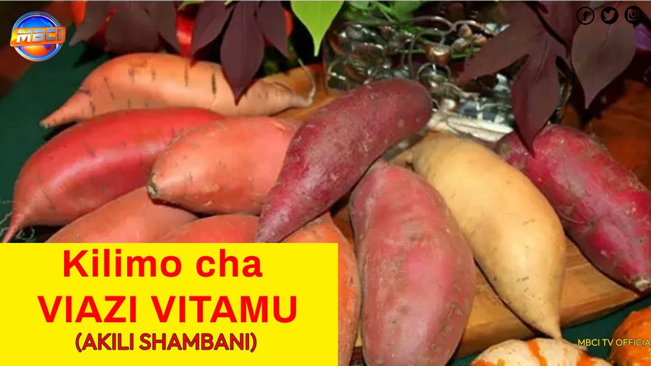 Kilimo cha Viazi Vitamu - (SWEET POTATO FARMING EXPERT IN BUNGOMA COUNTY, KENYA) || AKILI SHAMBANI