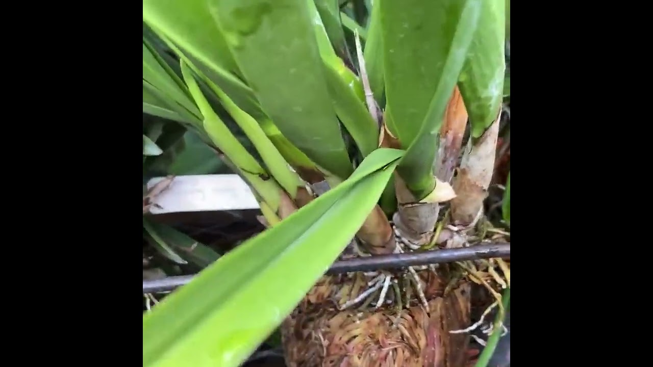 Revisando las orquídeas después de los días lluviosos.