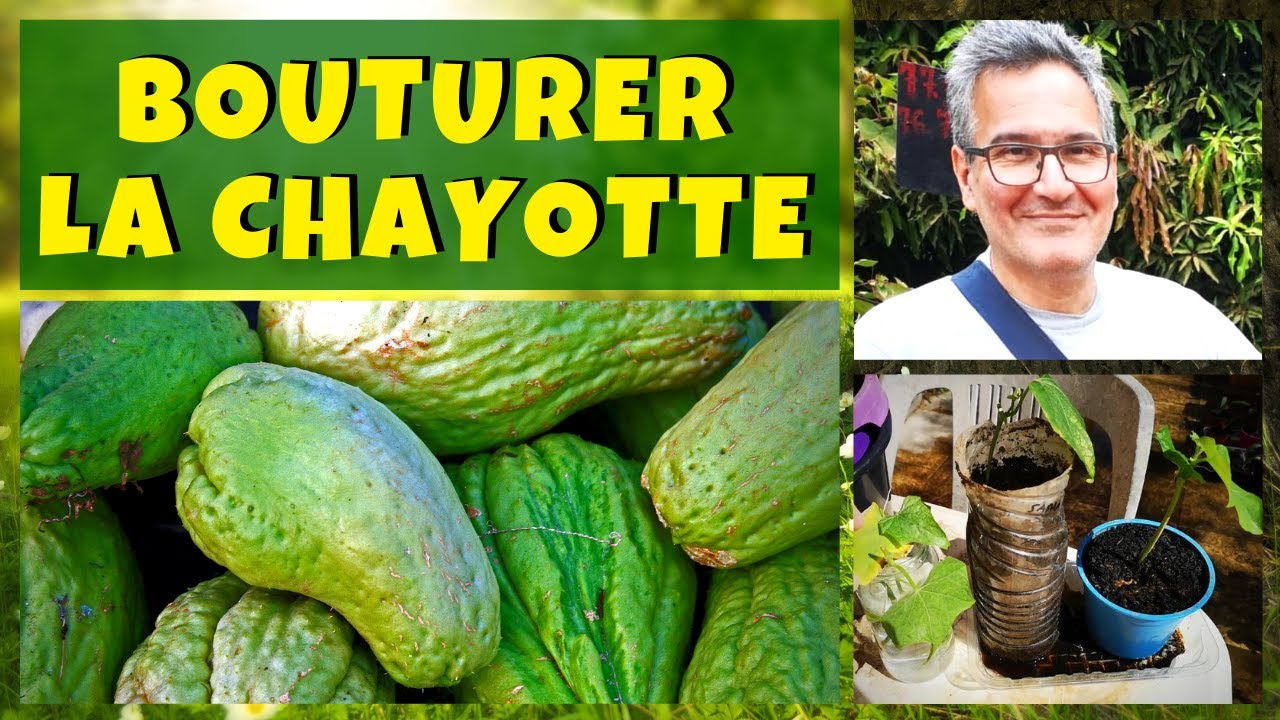 Christophine : bouturer et rempoter la Chayotte
