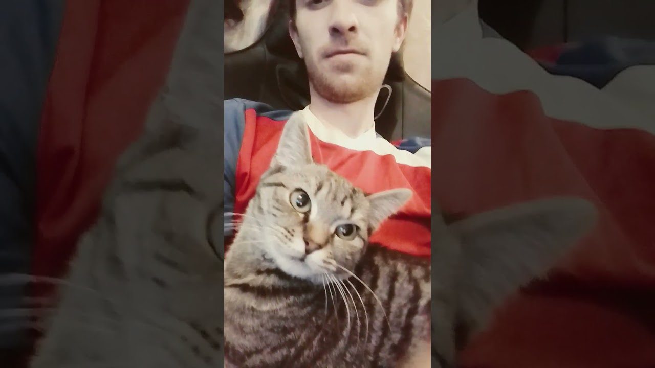 когда говорят, что ты не контактный #starperich #тима #кот