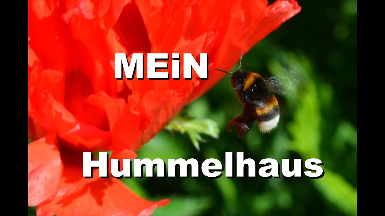 Mein Hummelhaus ist fertig