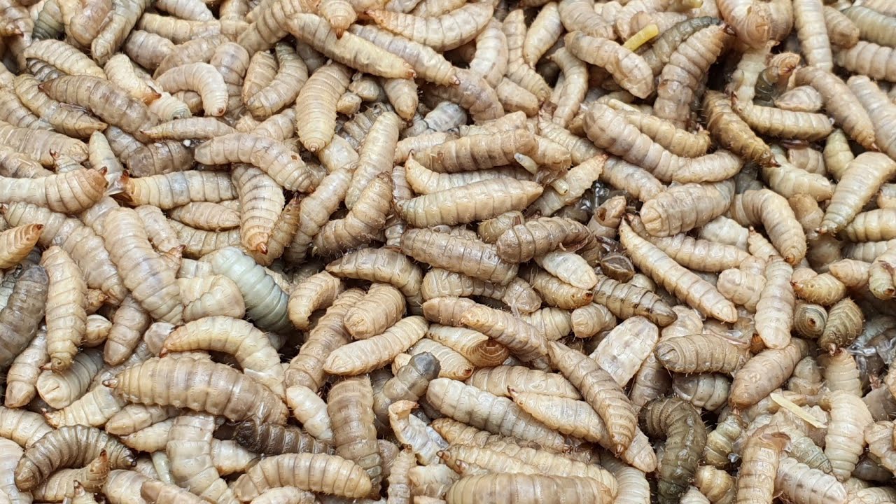Part 04 - Harvest 14 days old larvae - summary of larvae feeding costs