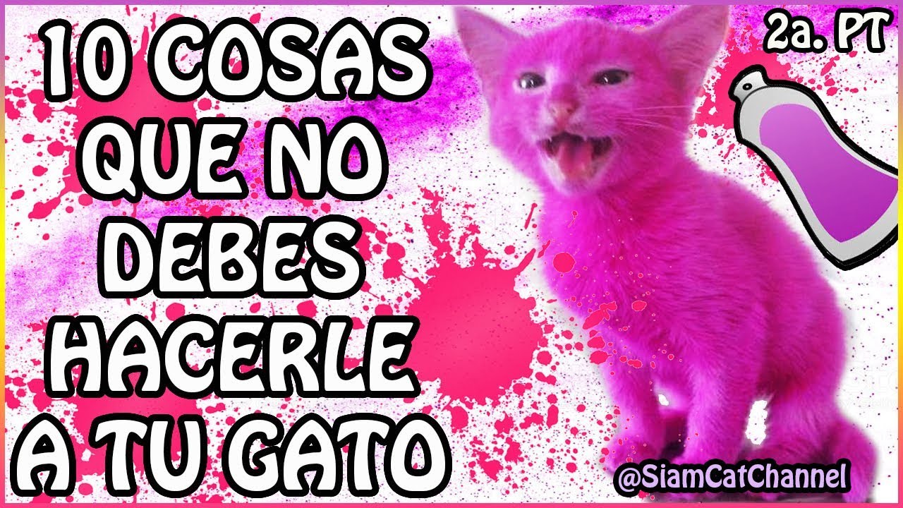 10 Cosas Que No Debes Hacerle a Tu Gato 2a. Parte - SiamCatChannel