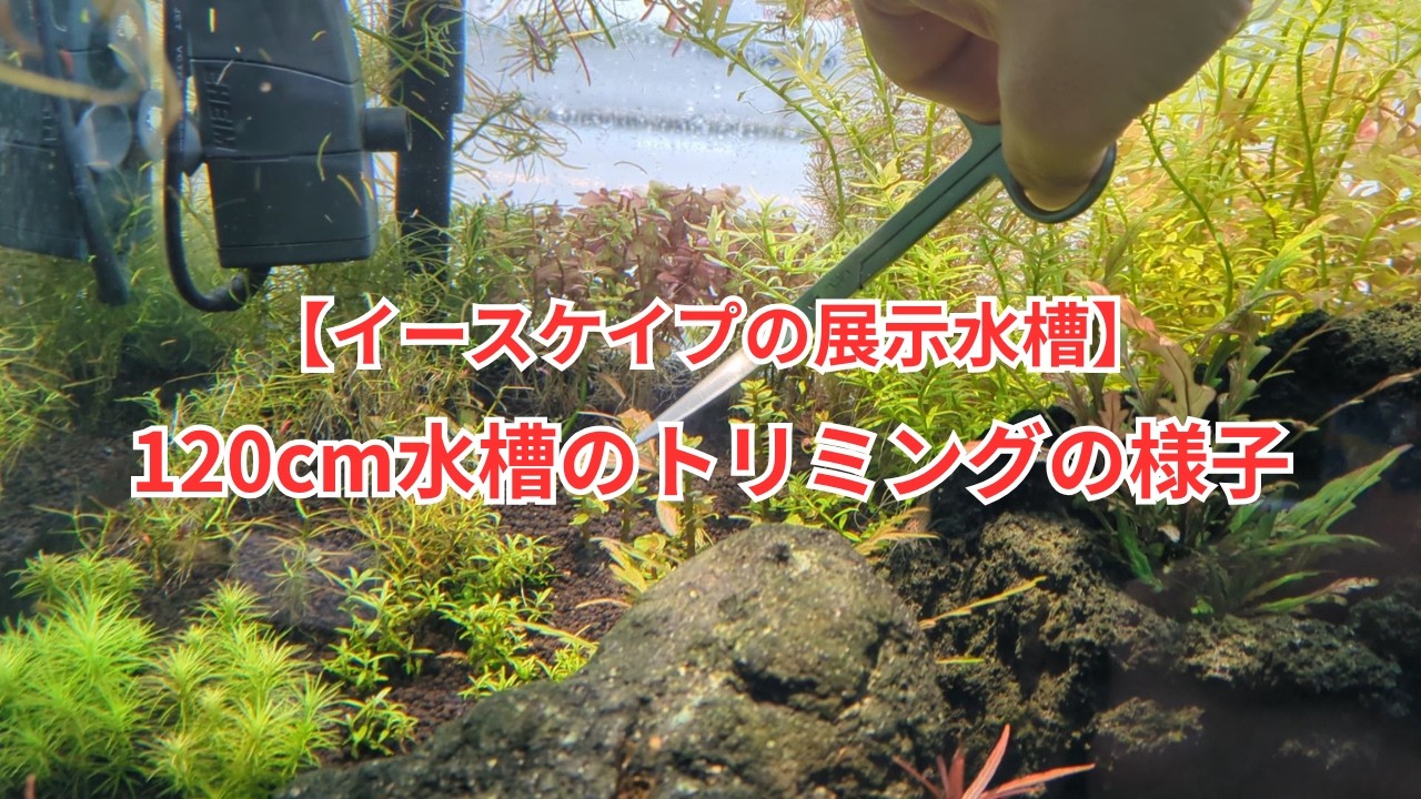 【イースケイプの展示水槽】120cmをトリミングしたので作業しながら解説します！