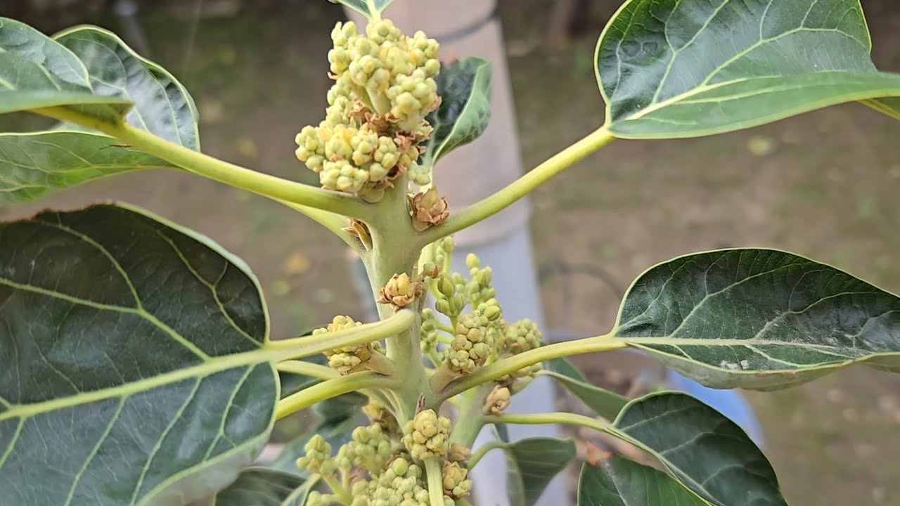 How to improve  avocado tree Pollination, type A, B.