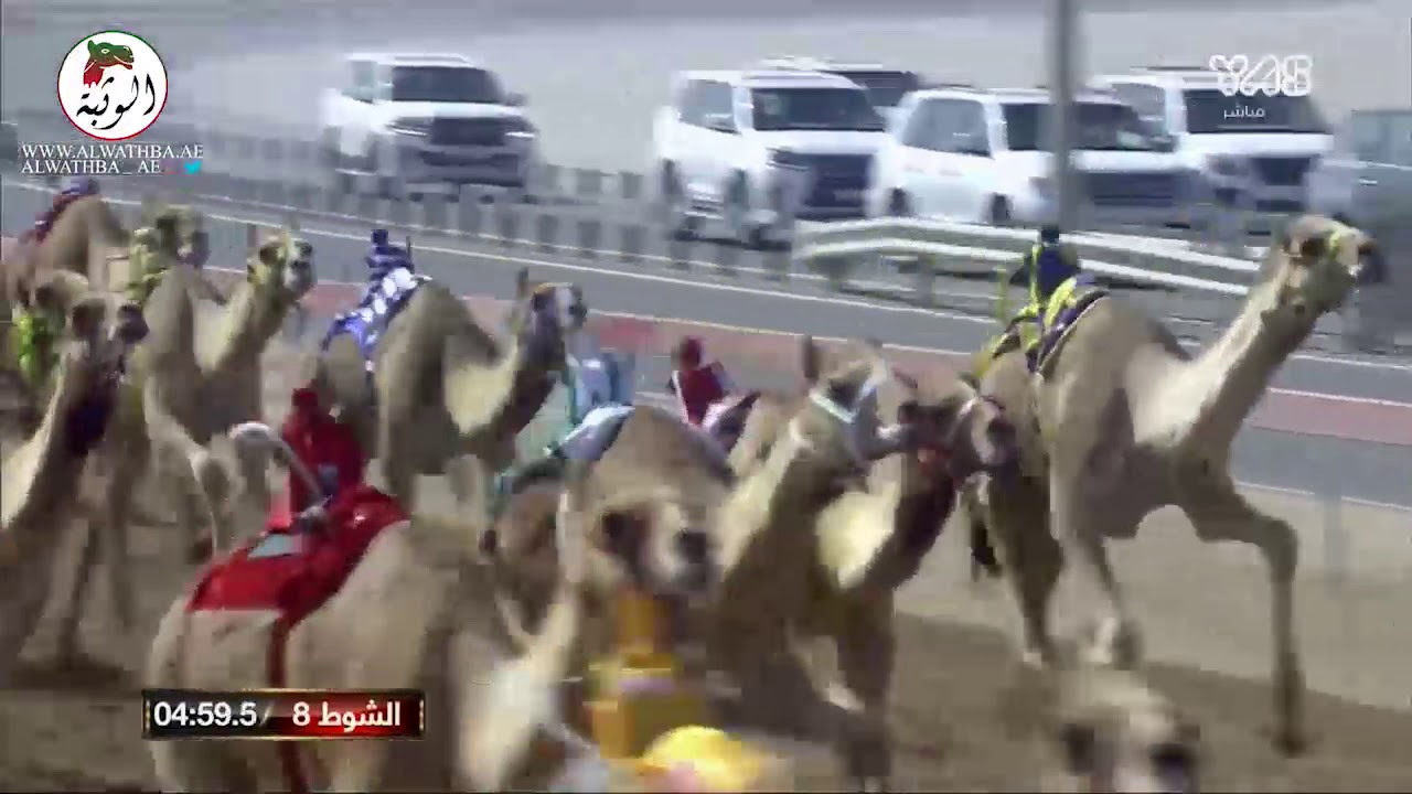 الشوط 8 (الطياري) لـ محمد سعيد بالكيله العامري 7:17:6 ، ختامي الوثبة 2021/3/4 لقايا