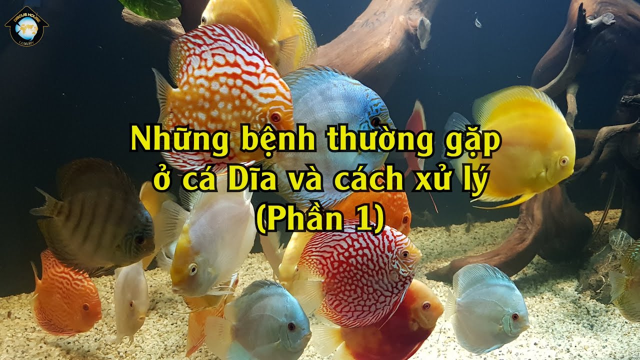 Bệnh Nấm Của Cá Dĩa Và Cách Xử Lý  | Discus House Aquarium
