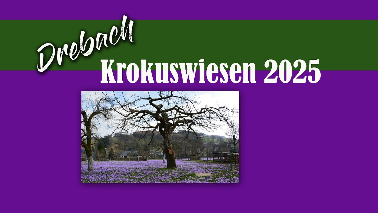 ERZGEBIRGE - Krokuswiesen in Drebach 2025