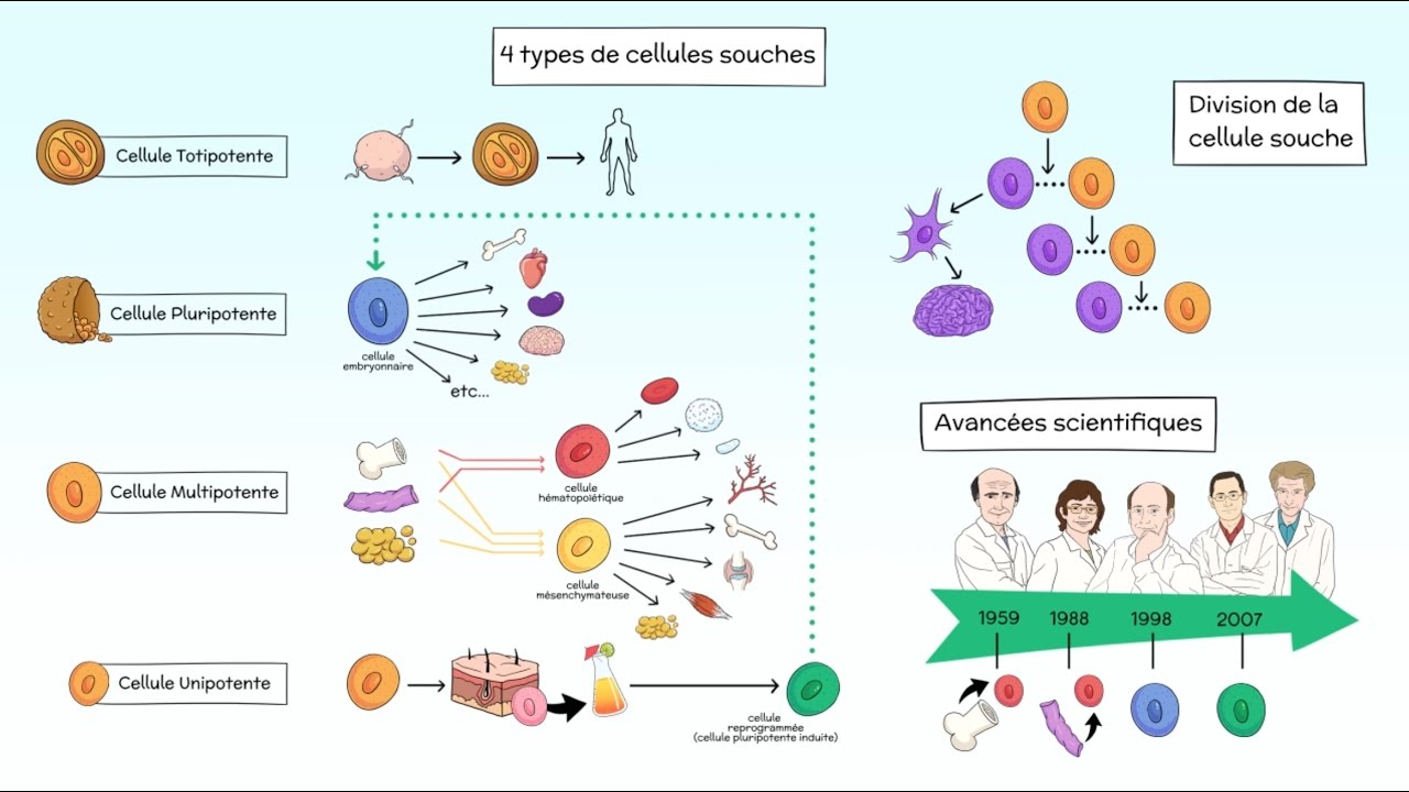 Thérapie Cellulaire